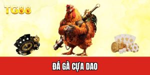 Đá gà cựa dao