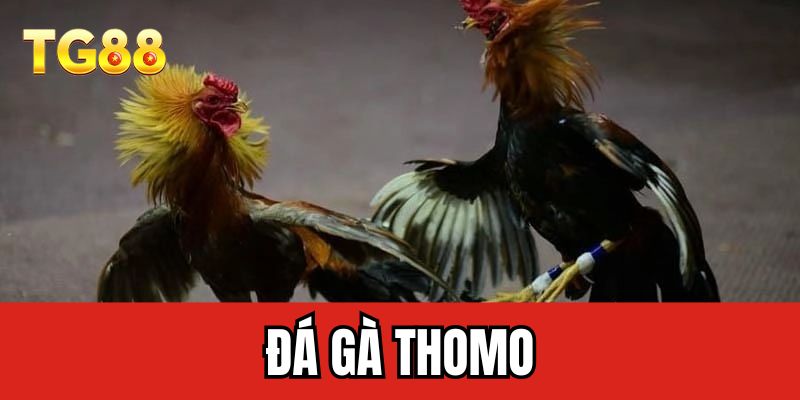 Đá gà thomo